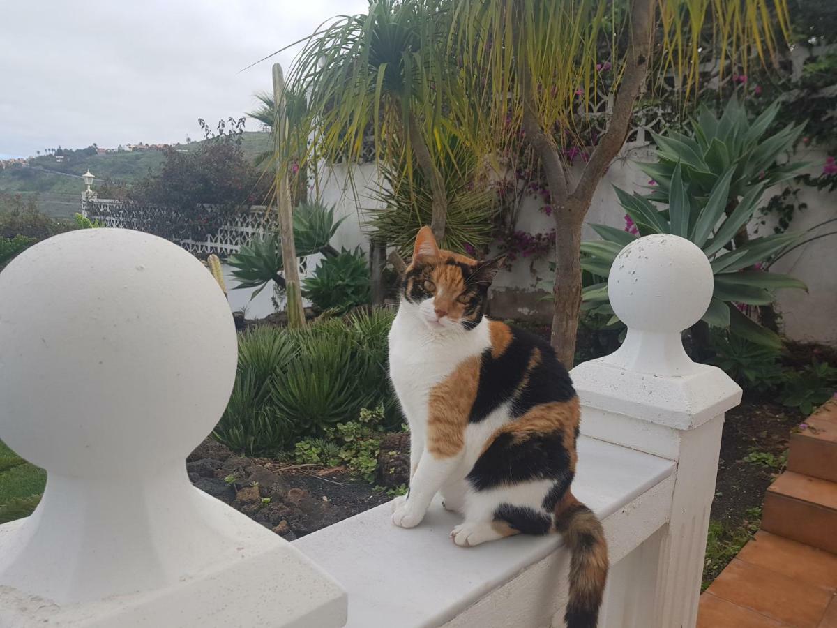 Villa Larnia De Tenerife El El Sauzal Dış mekan fotoğraf